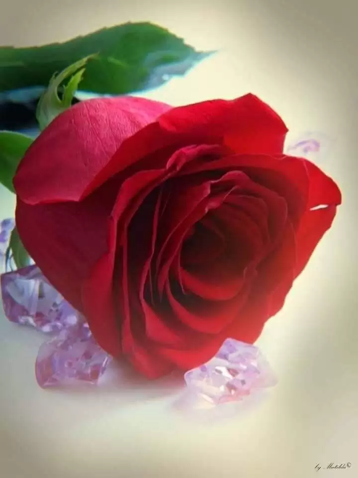 KẺ ĐÁNH CẮP CON TIM