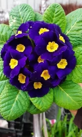 MÊNH MÔNG ĐỜI THẬT RỘNG