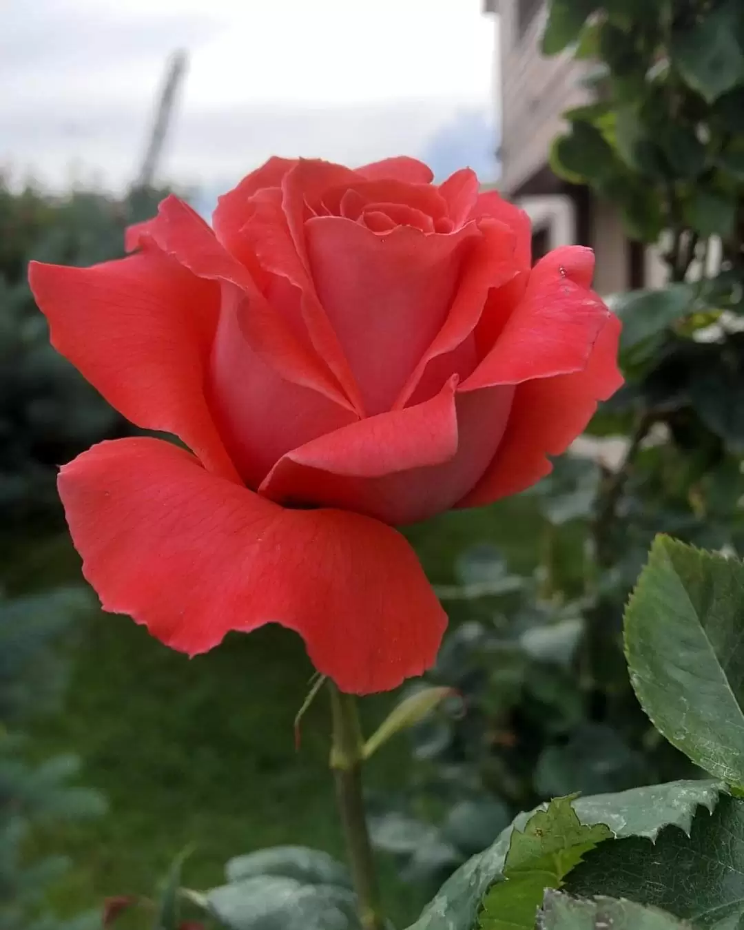 TA CHỈ CÓ MỘT CUỘC ĐỜI ĐỂ SỐNG