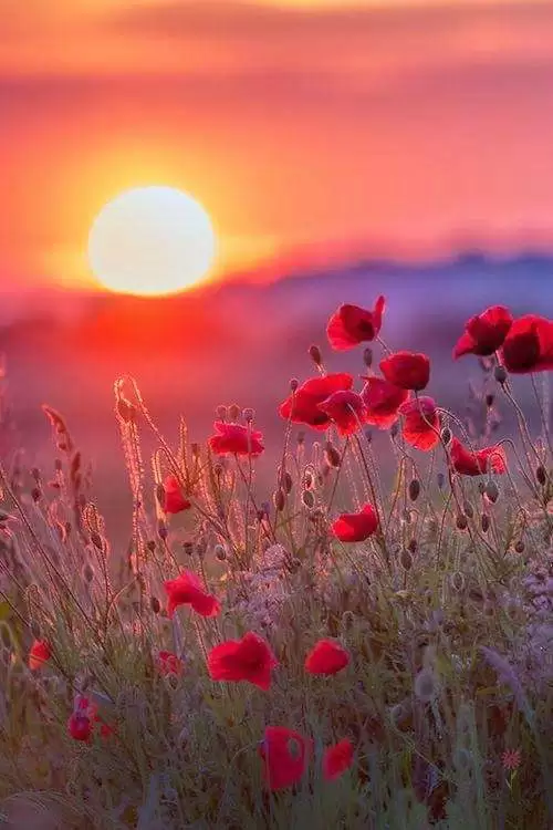 MỘT CHIỀU NGƯỢC GIÓ